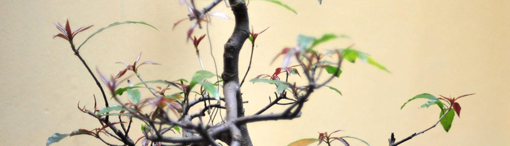 Lithia – Le pouvoir des pierres – Lithothérapie